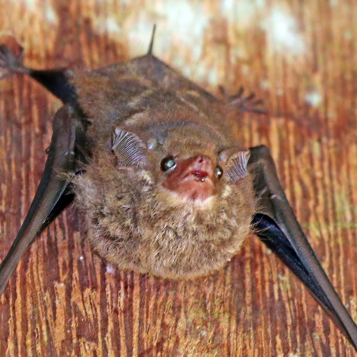 Saccopteryx bilineata
