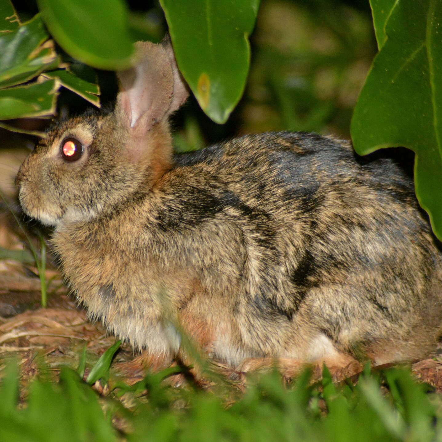 Sylvilagus brasiliensis