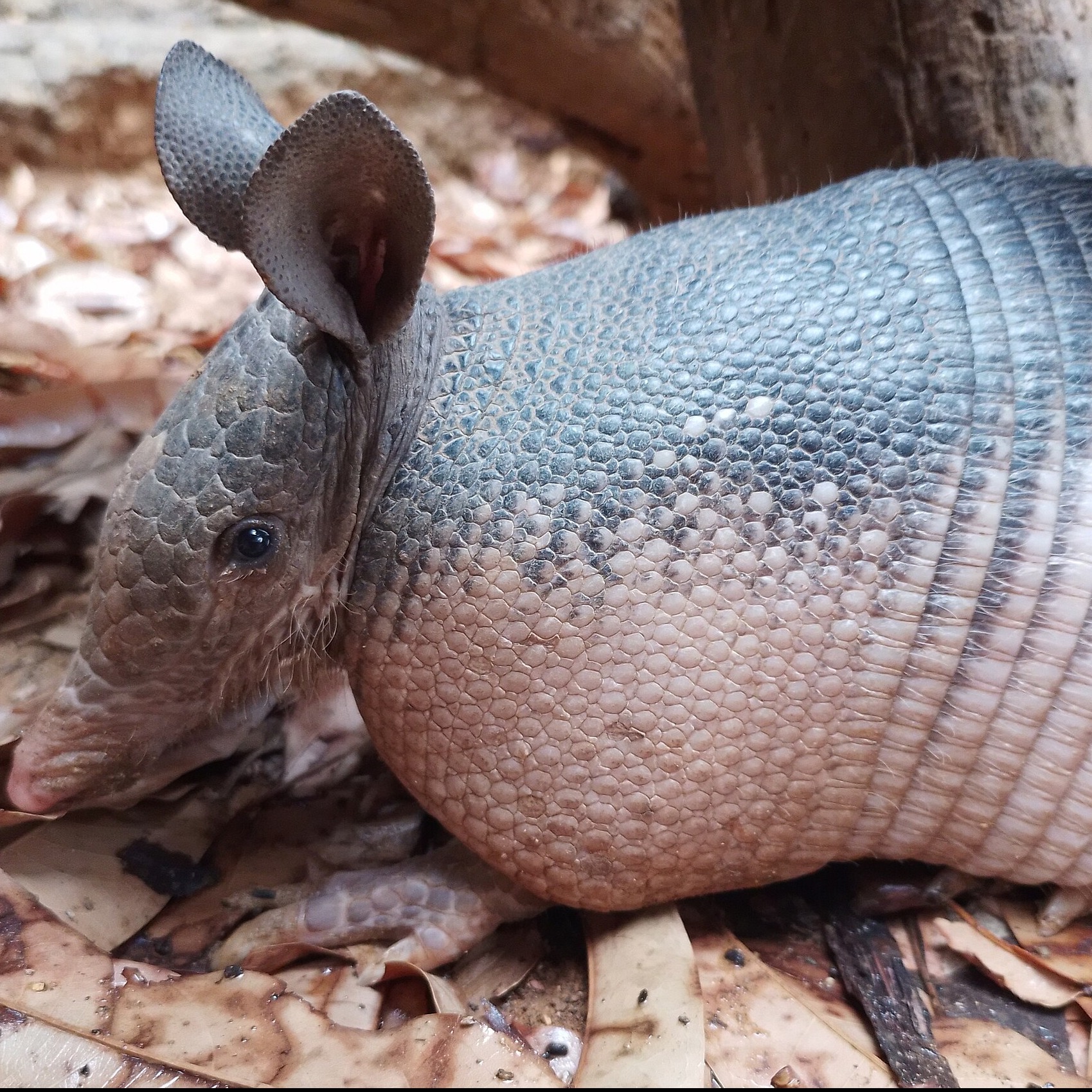Dasypus novemcinctus