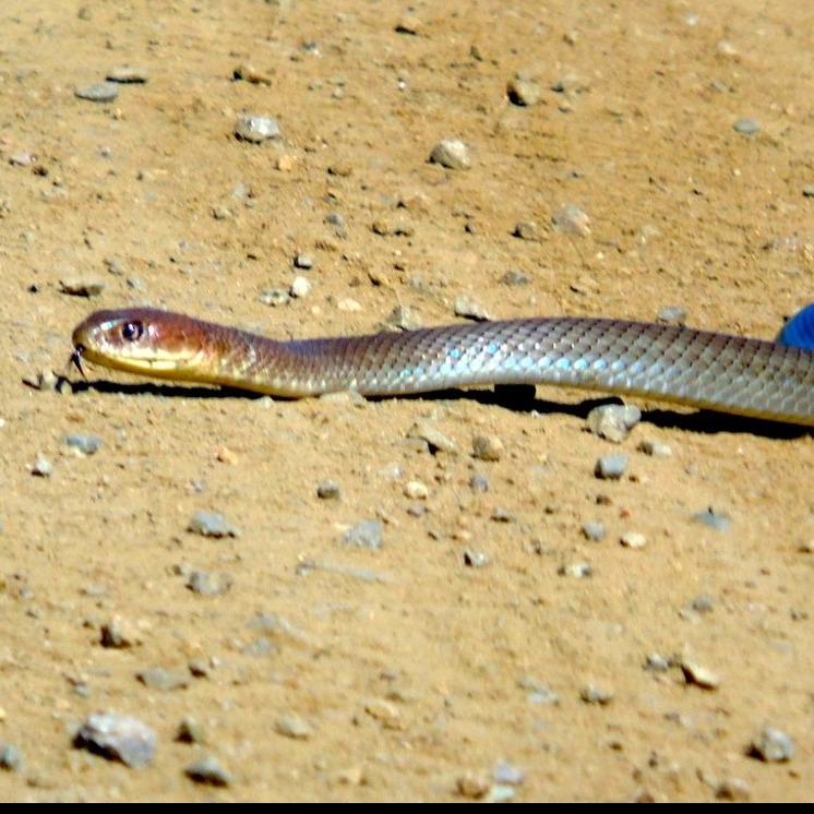 Masticophis mentovarius