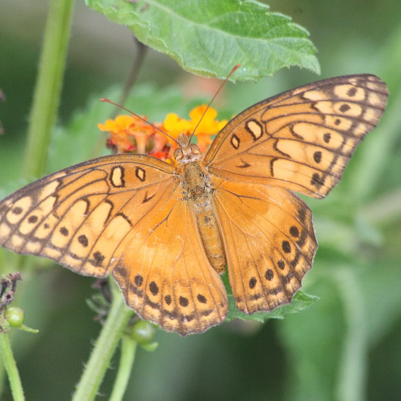 Euptoieta hegesia