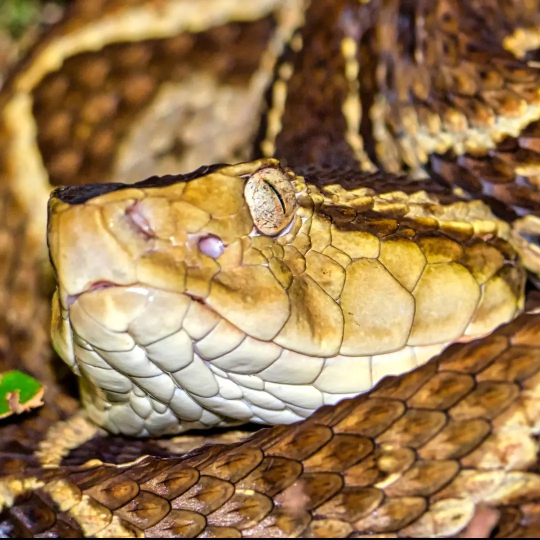 Bothrops asper