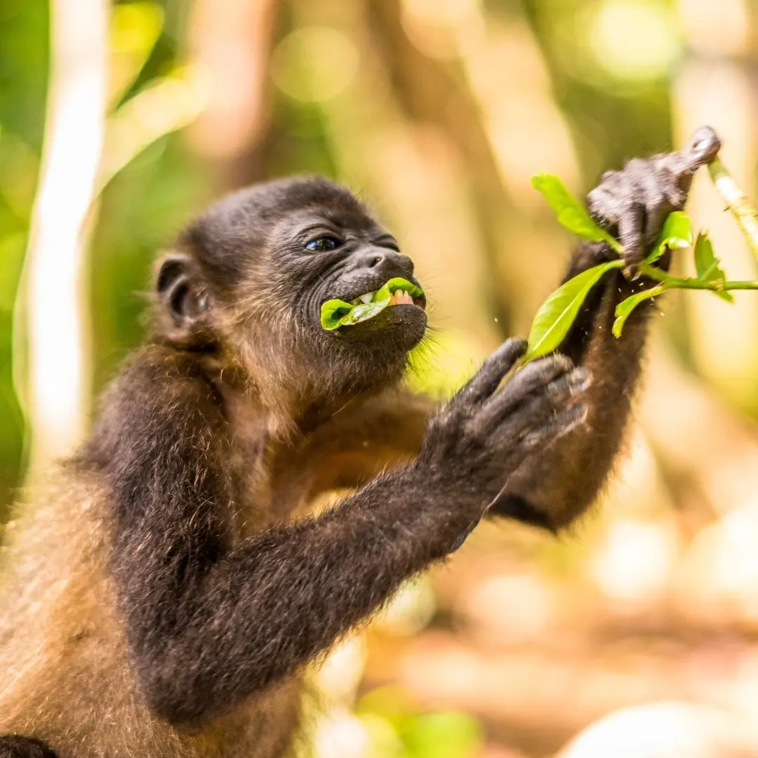 Ateles geoffroyi