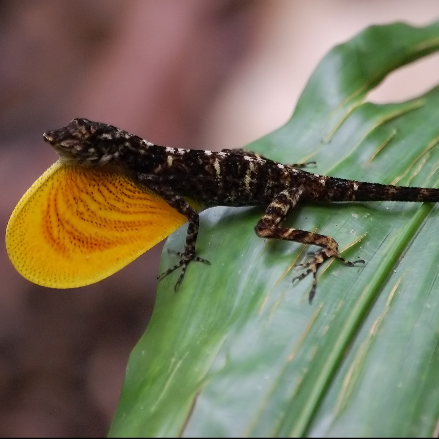 Anolis polylepis