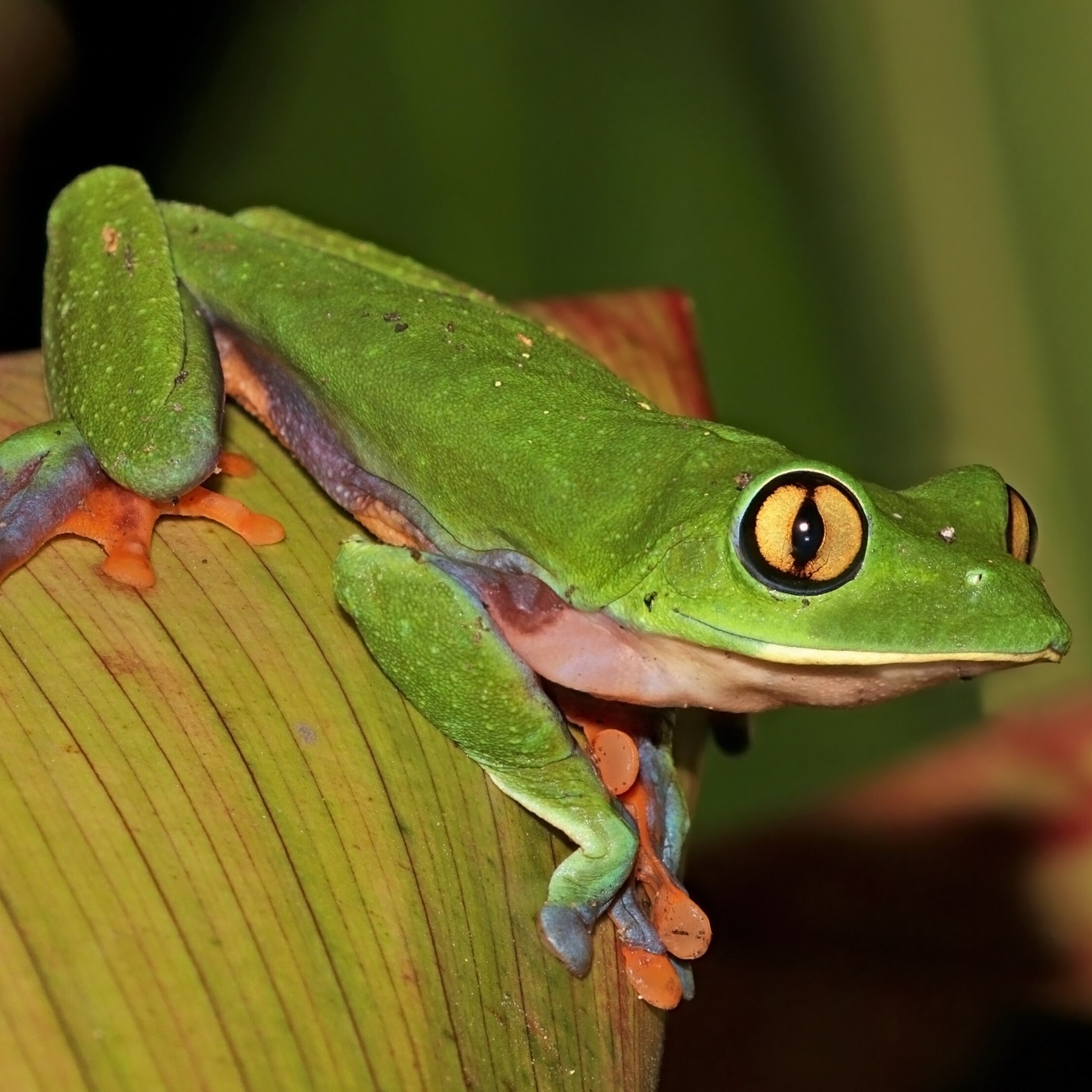 Agalychnis annae