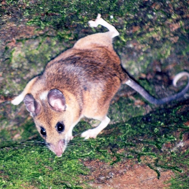 Peromyscus mexicanus