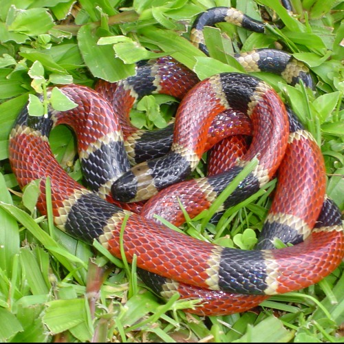 Micrurus nigrocinctus