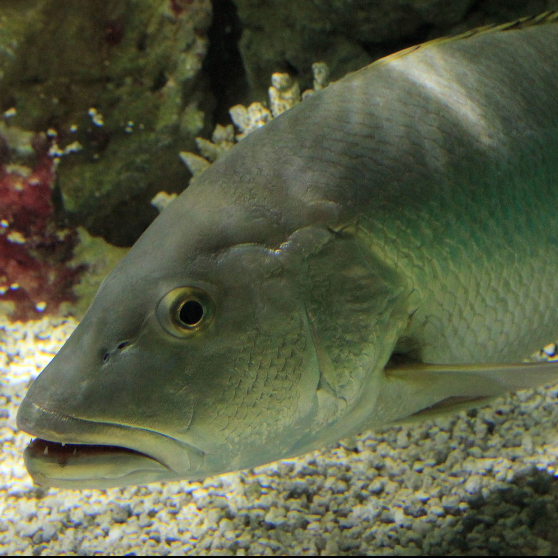 Lutjanus cyanopterus