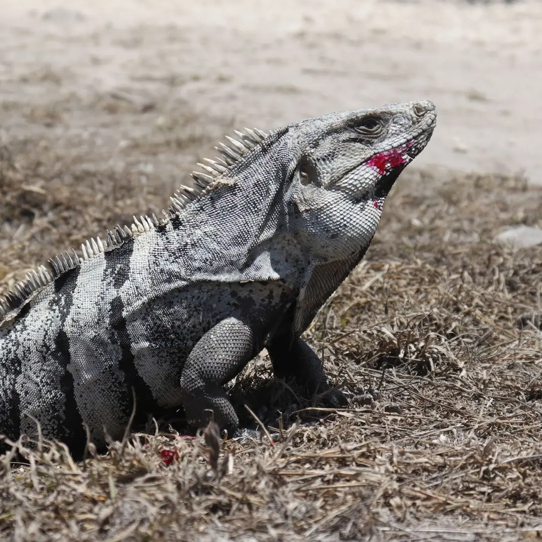 Ctenosaura similis