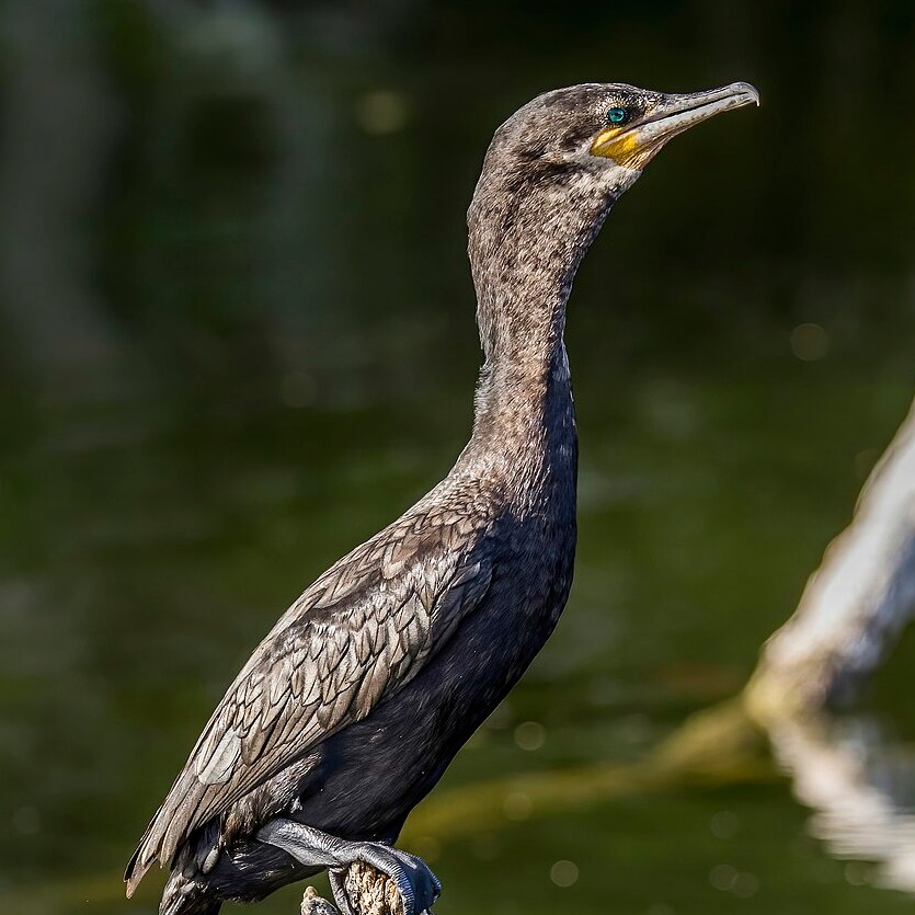 Phalacrocorax brasilianus