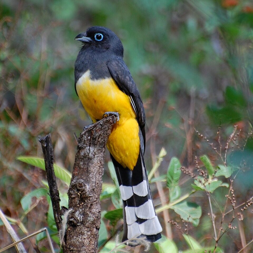 Trogon melanocephalus