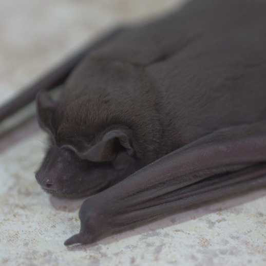 Molossus molossus