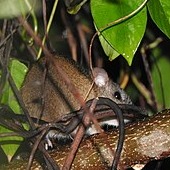 Oryzomys couesi
