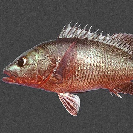 Lutjanus colorado