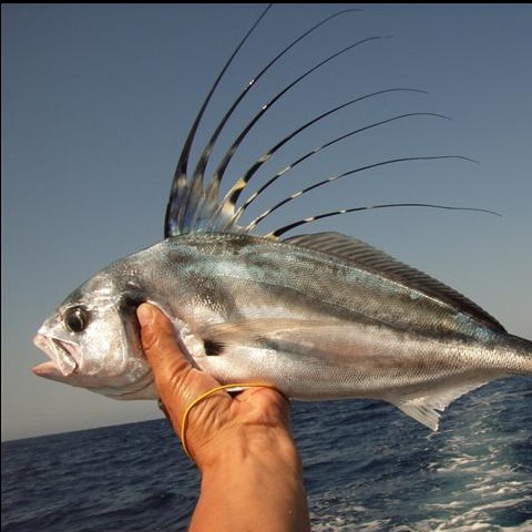 Nematistius pectoralis