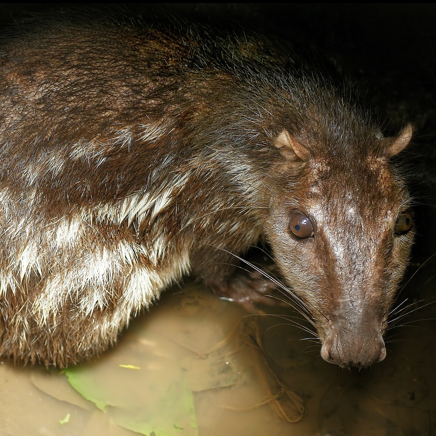 Cuniculus paca