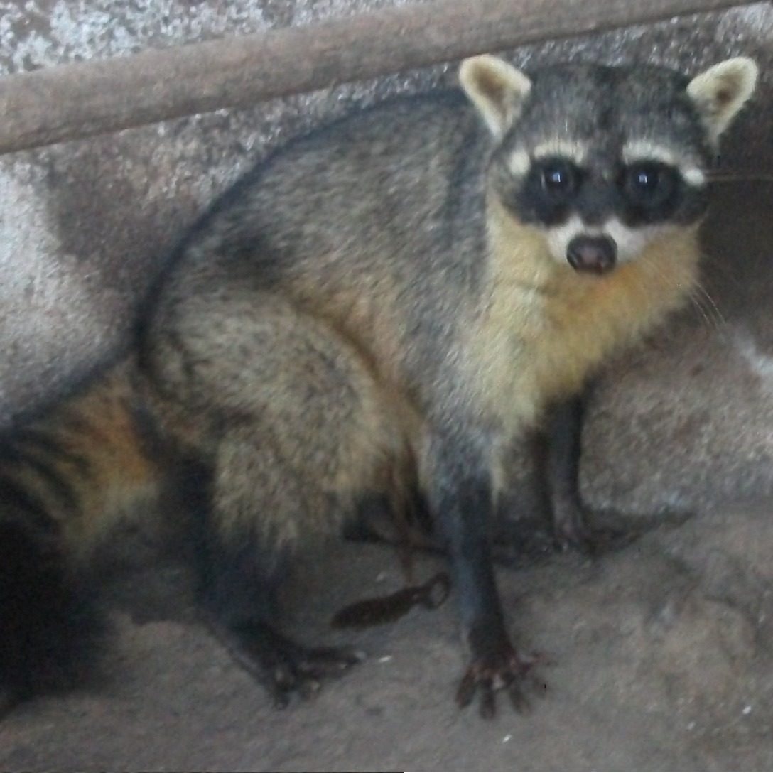 Procyon cancrivorus