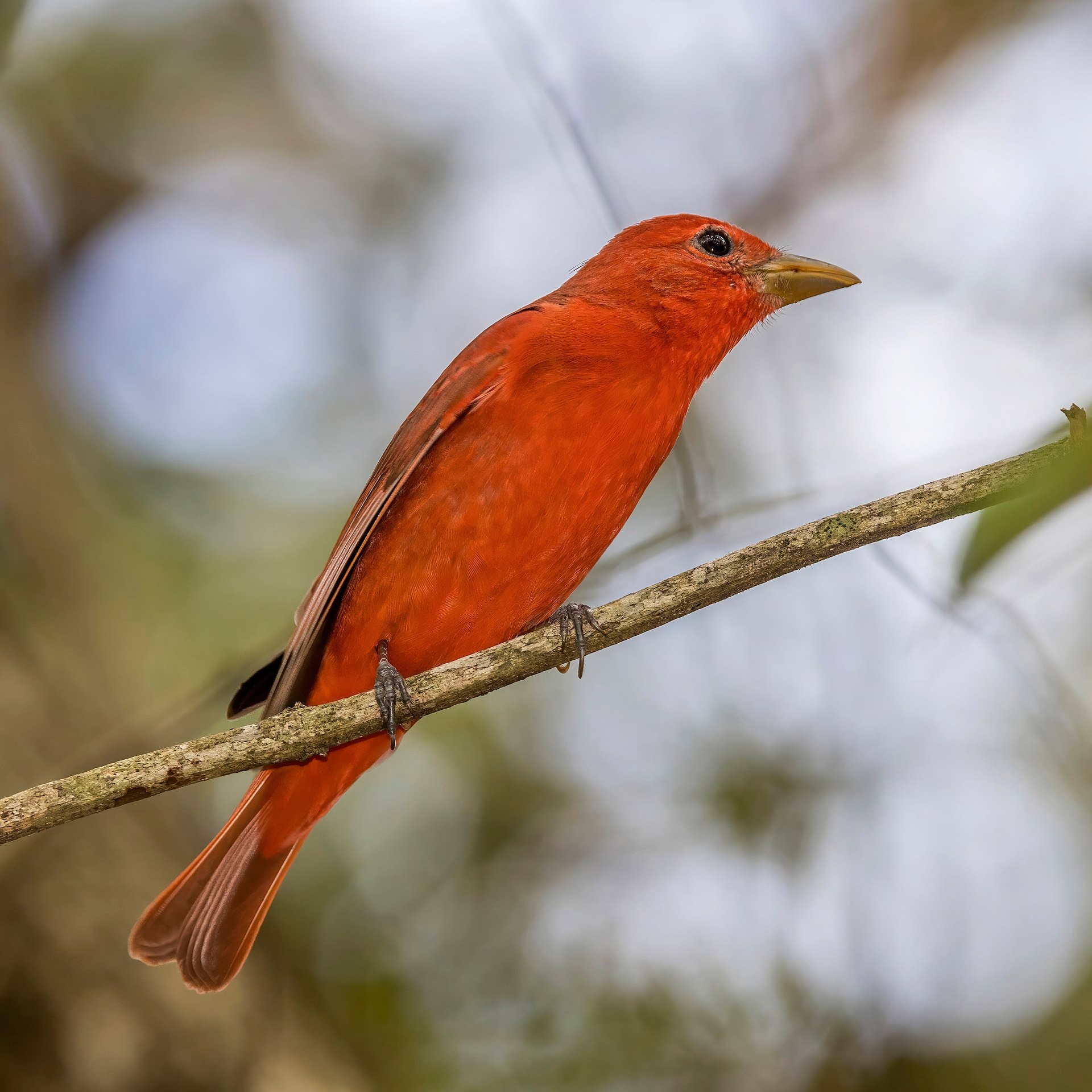 Piranga rubra