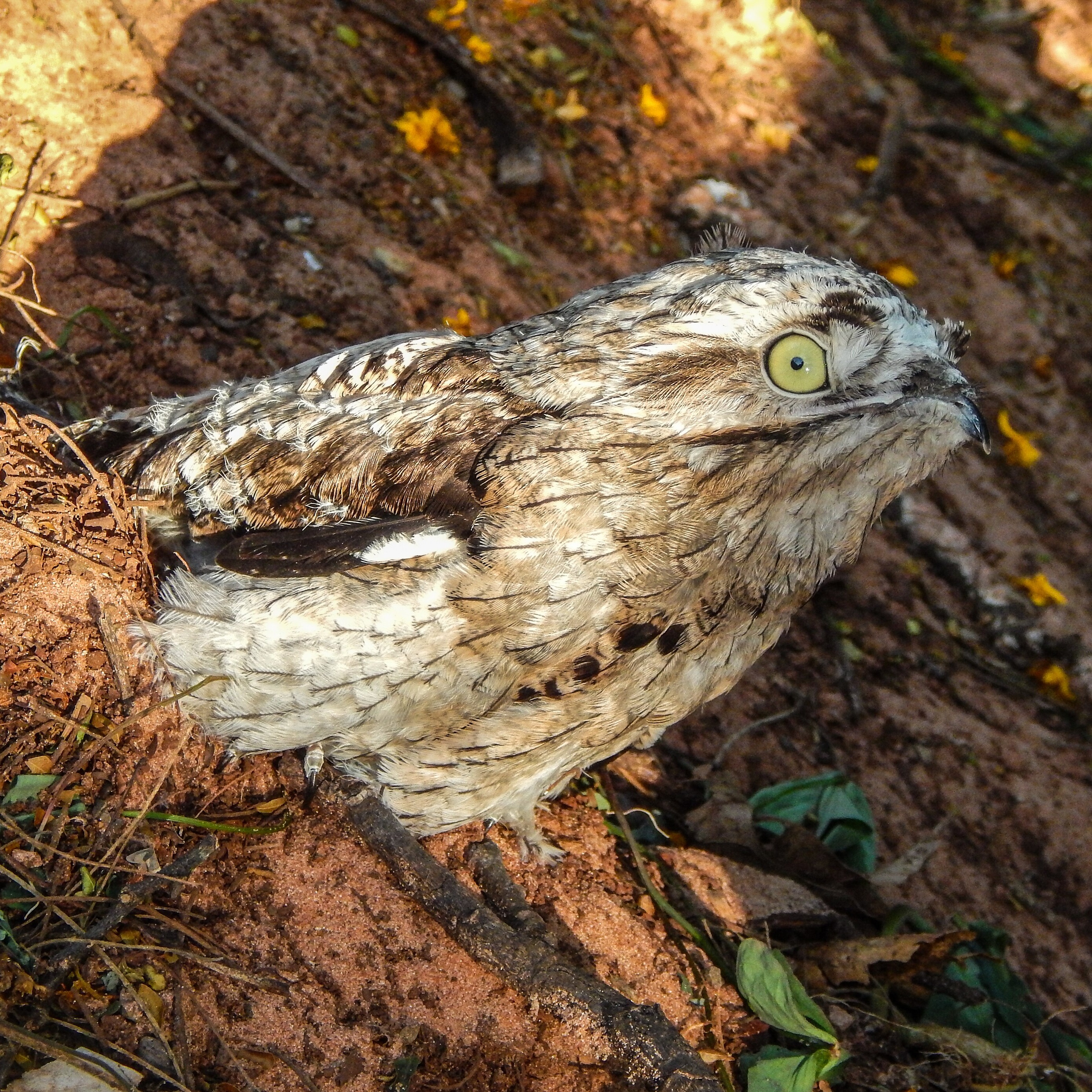 Nyctibius griseus