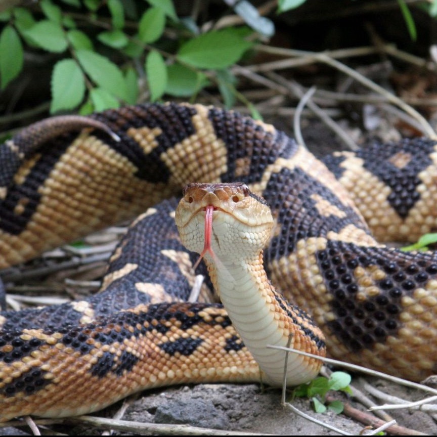Lachesis stenophrys