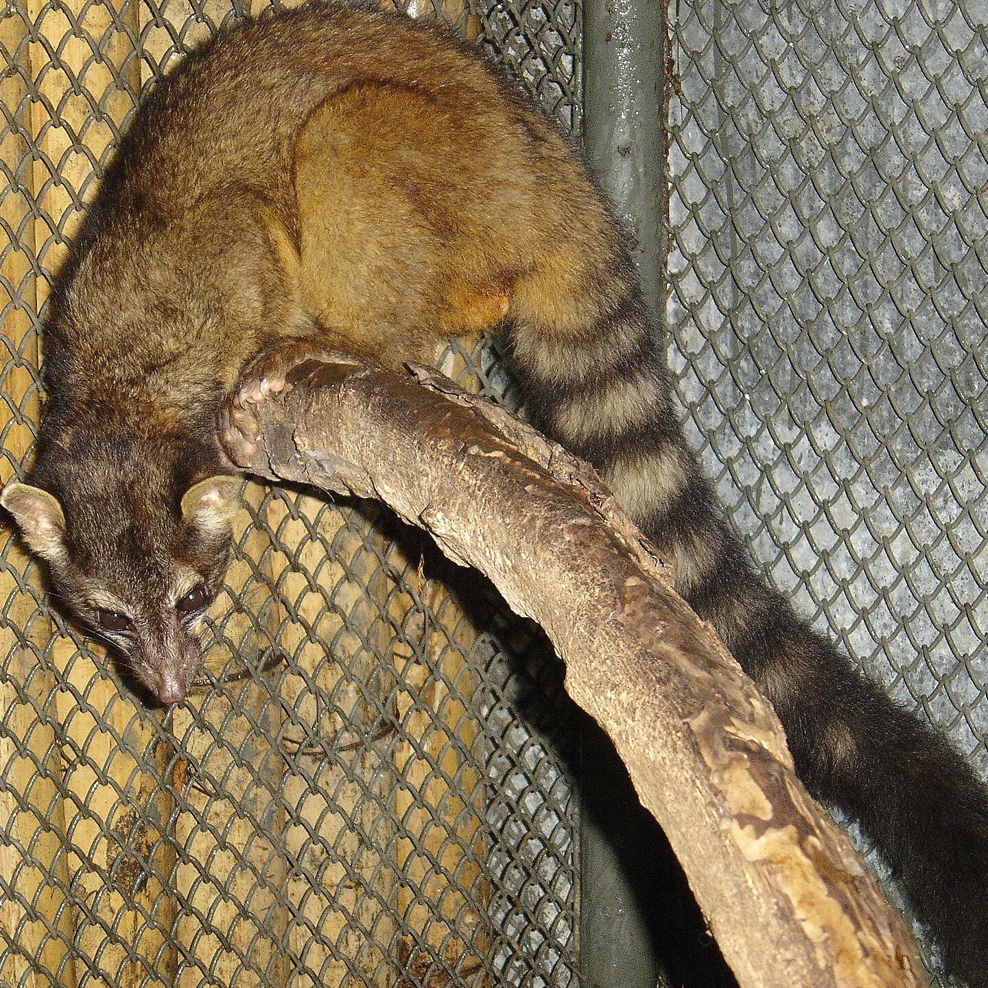 Bassariscus sumichrasti