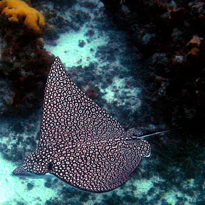 Aetobatus narinari