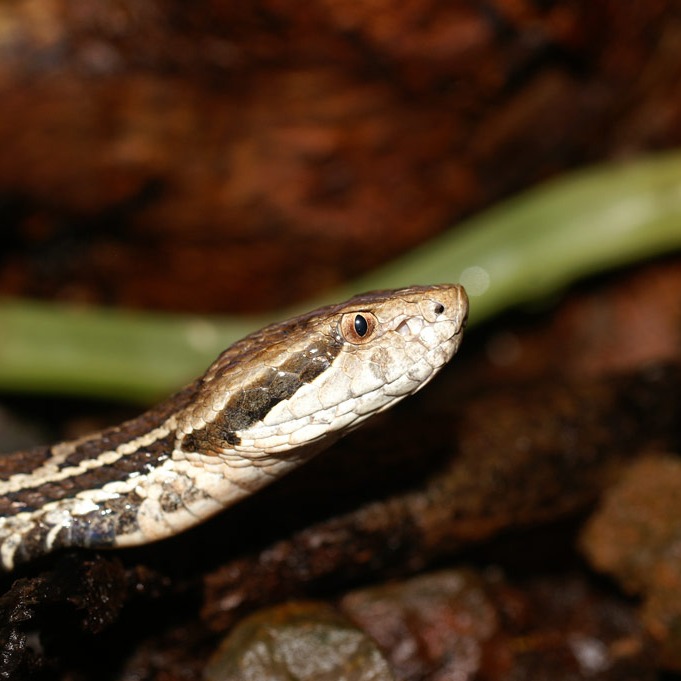 Cerrophidion godmani