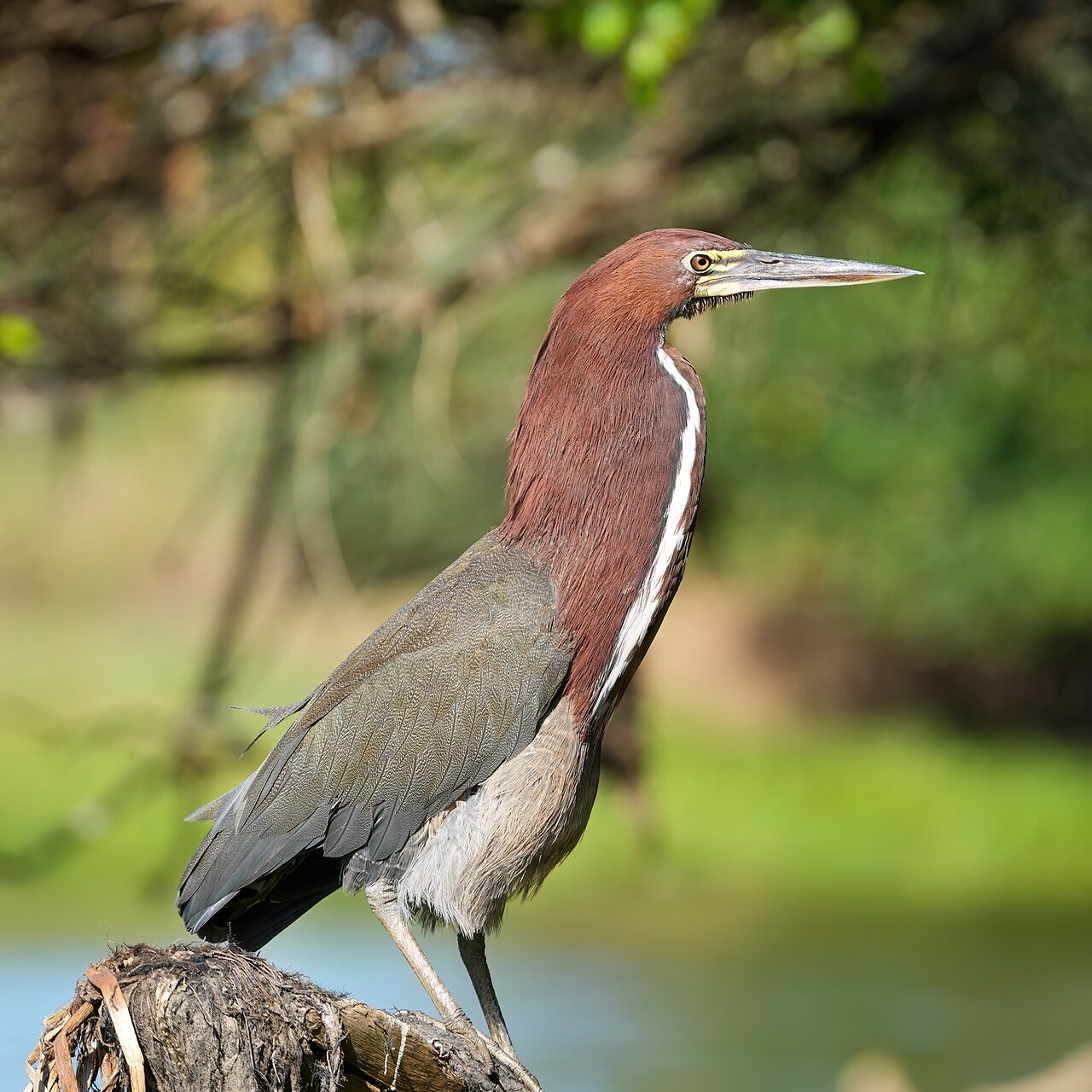 Tigrisoma lineatum