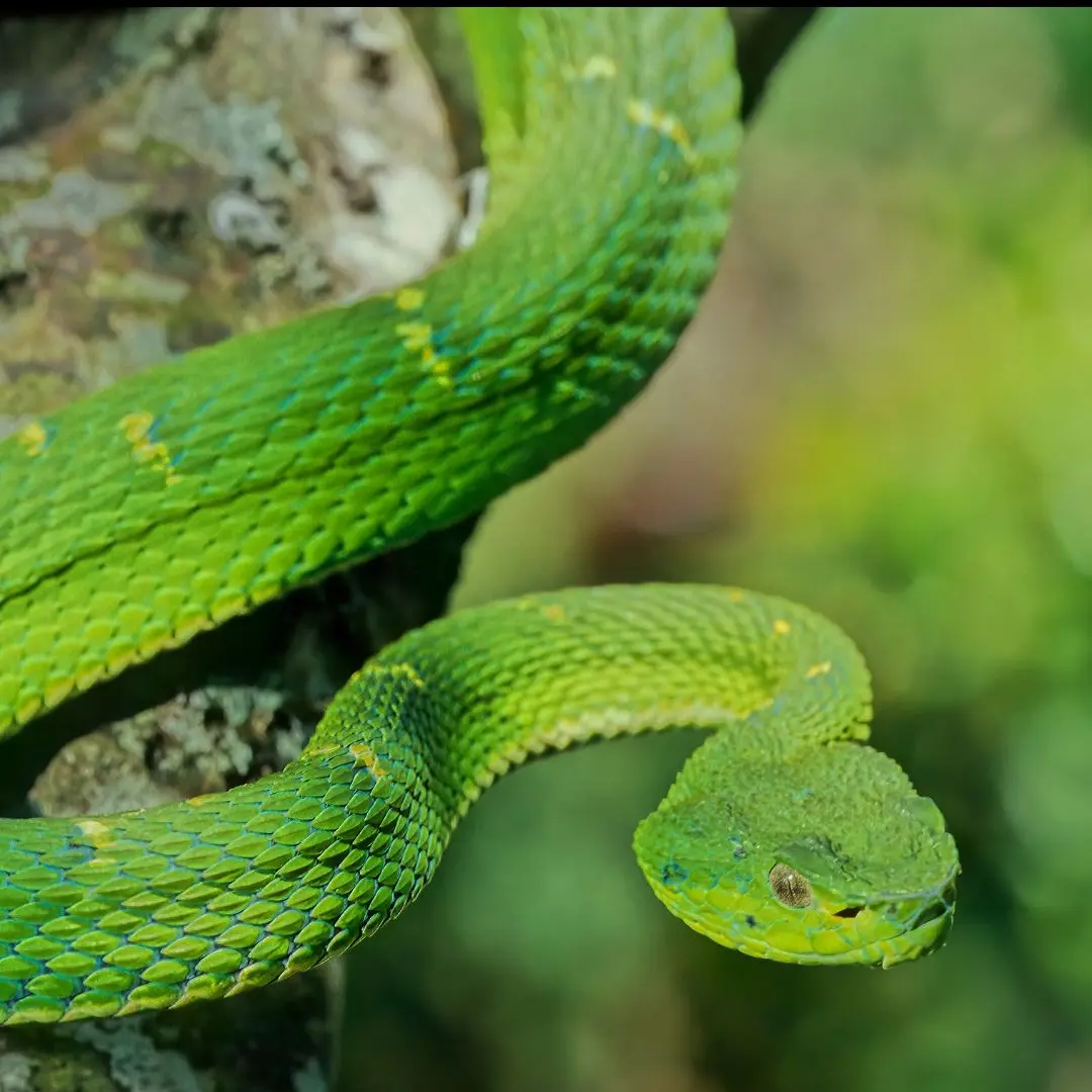 Bothriechis lateralis