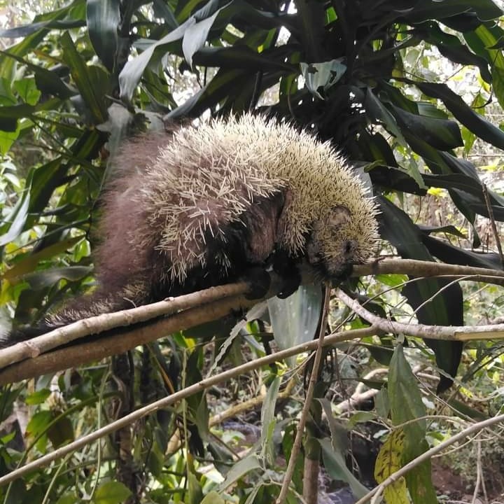 Sphiggurus mexicanus