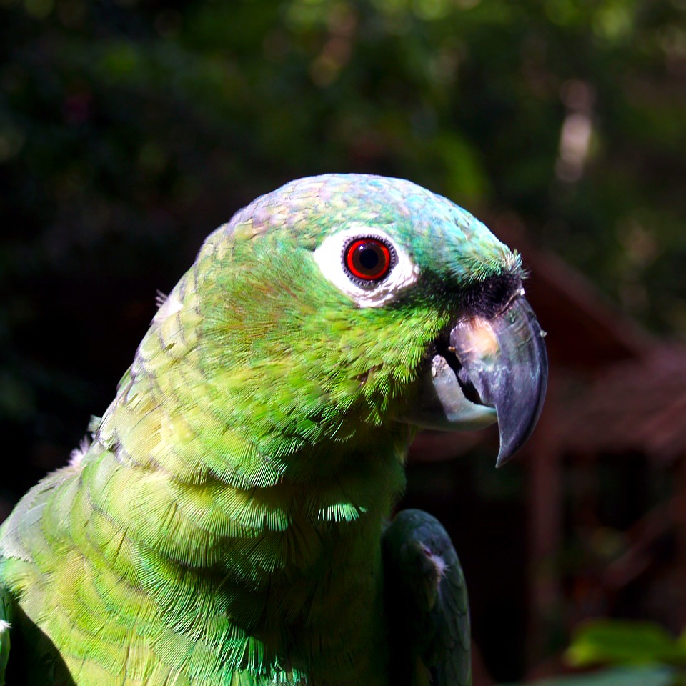 Amazona farinosa