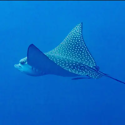 Aetobatus laticeps