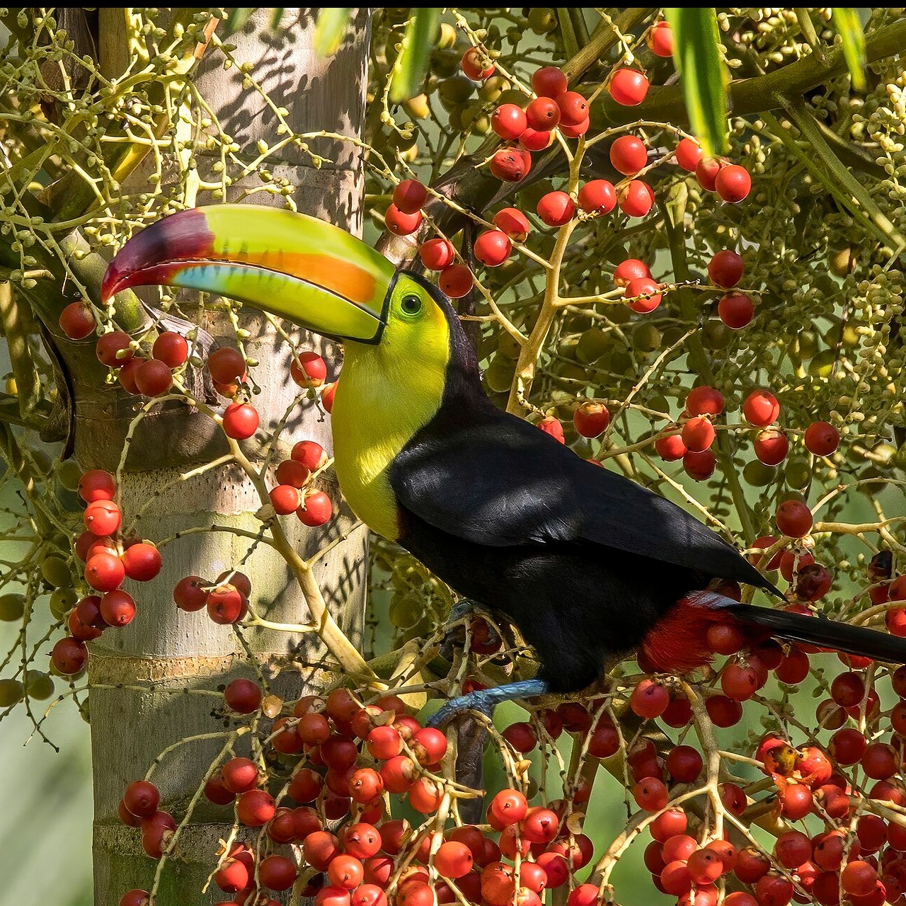 Ramphastos sulfuratus