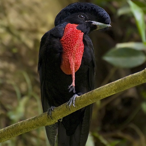 Cephalopterus glabricollis