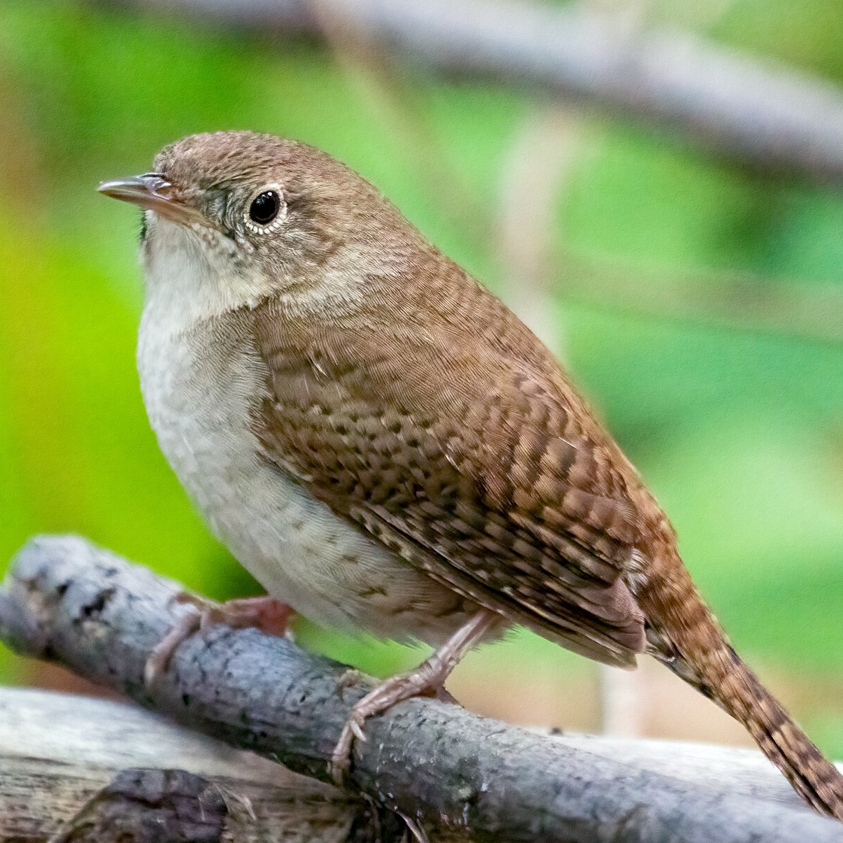 Troglodytes aedon