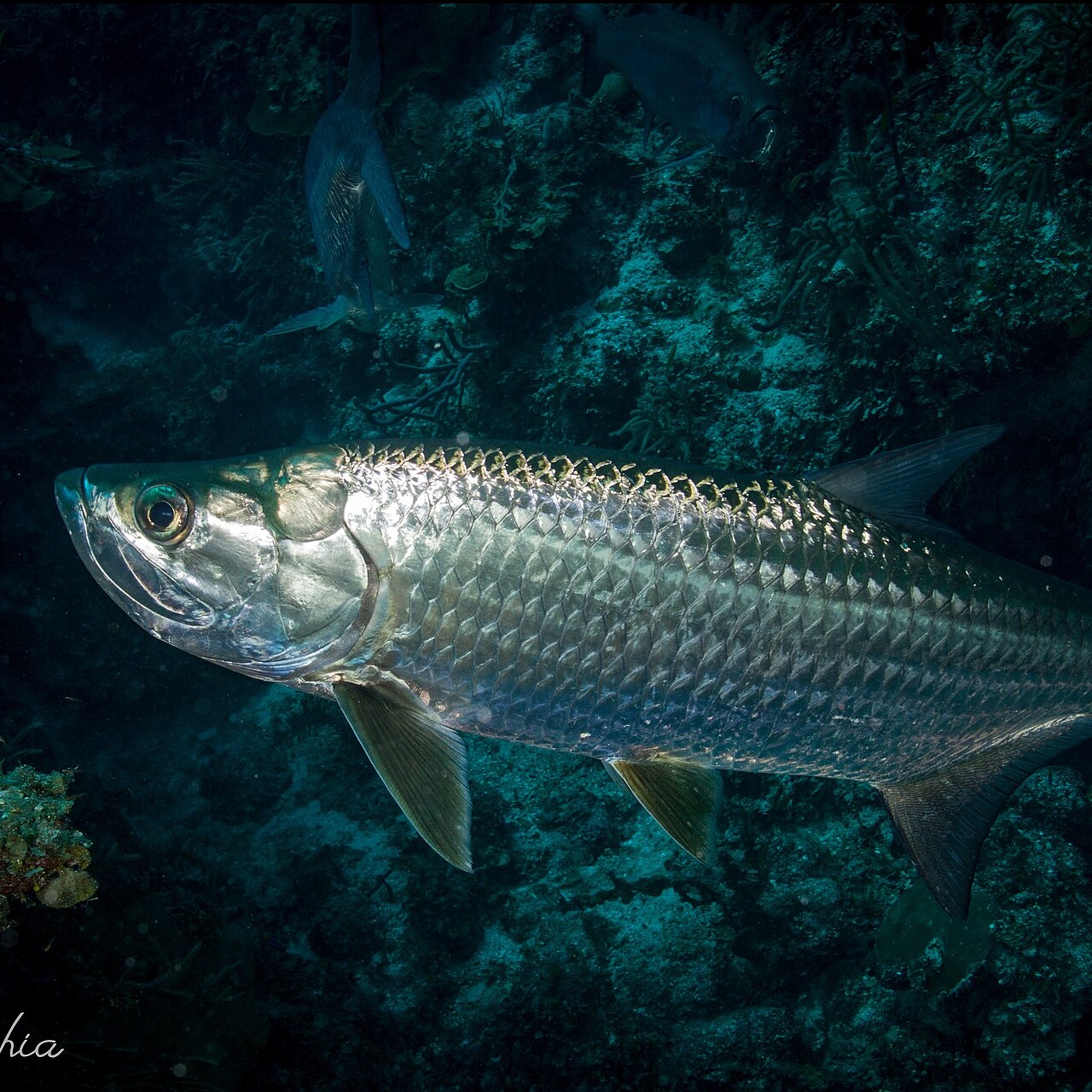 Megalops atlanticus