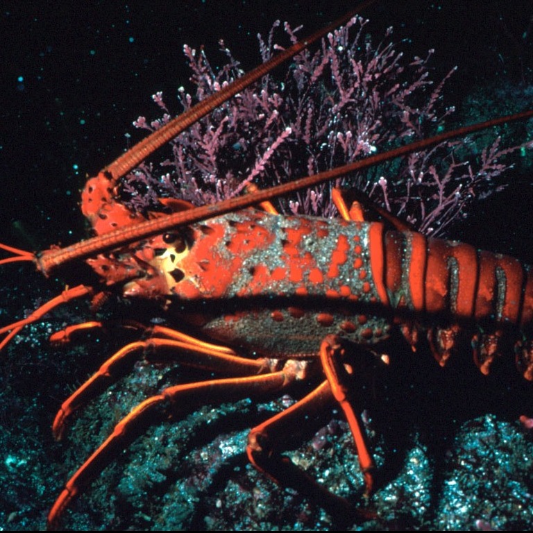 Panulirus gracilis