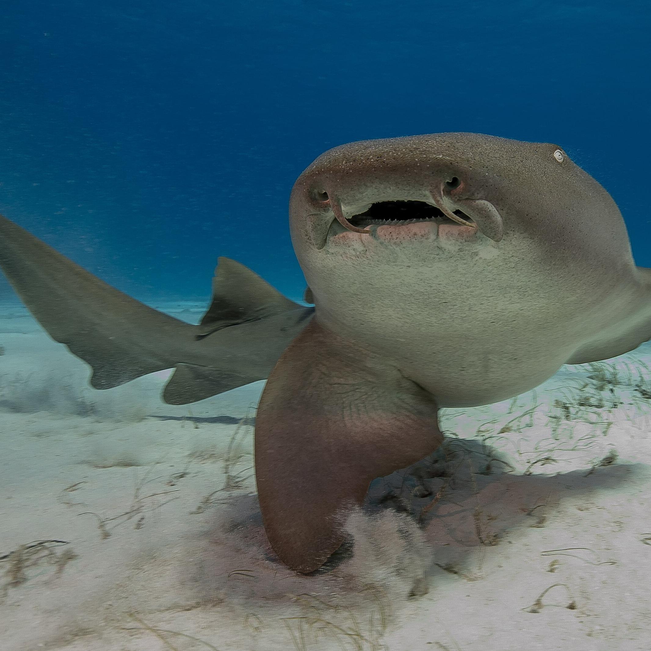 Ginglymostoma cirratum