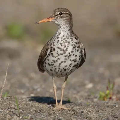 Actitis macularius