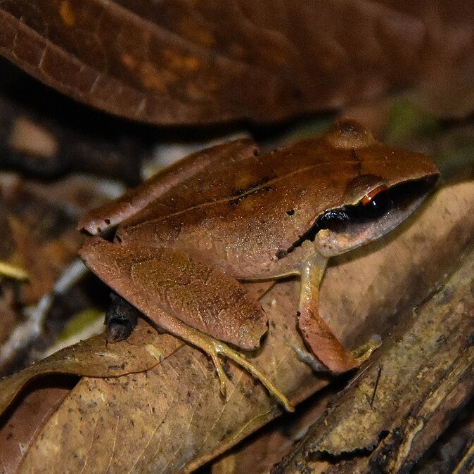 Craugastor noblei