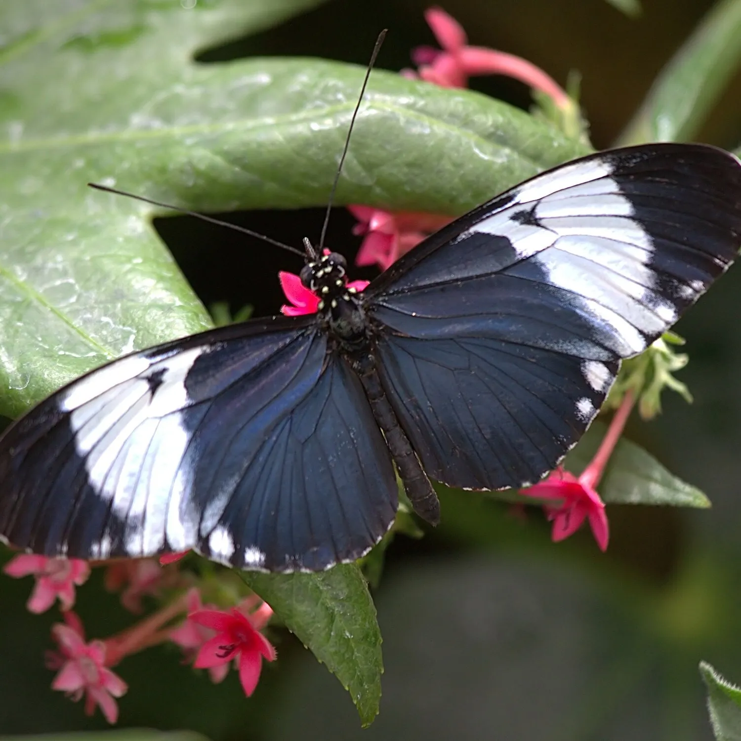 Heliconius cydno