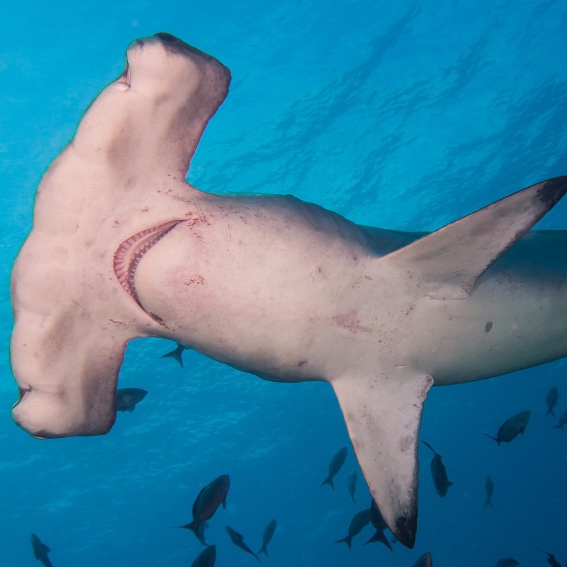 Sphyrna lewini