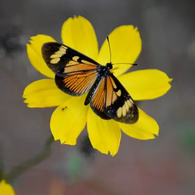 Actinote pellenea