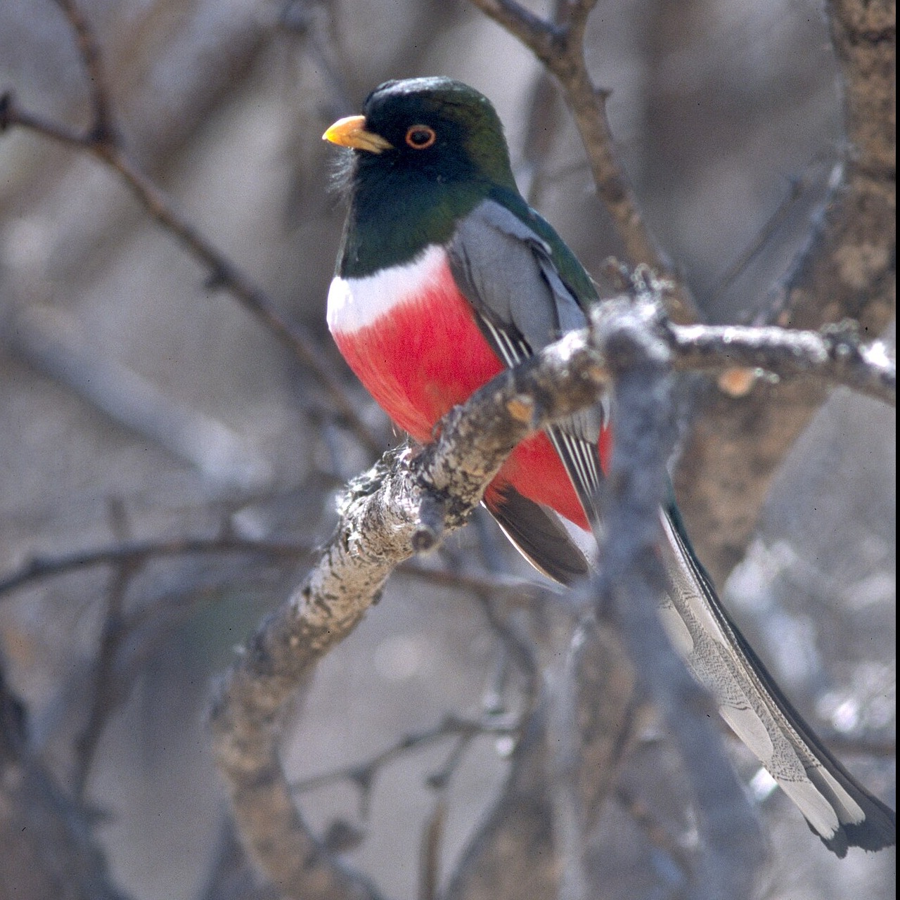Trogon elegans