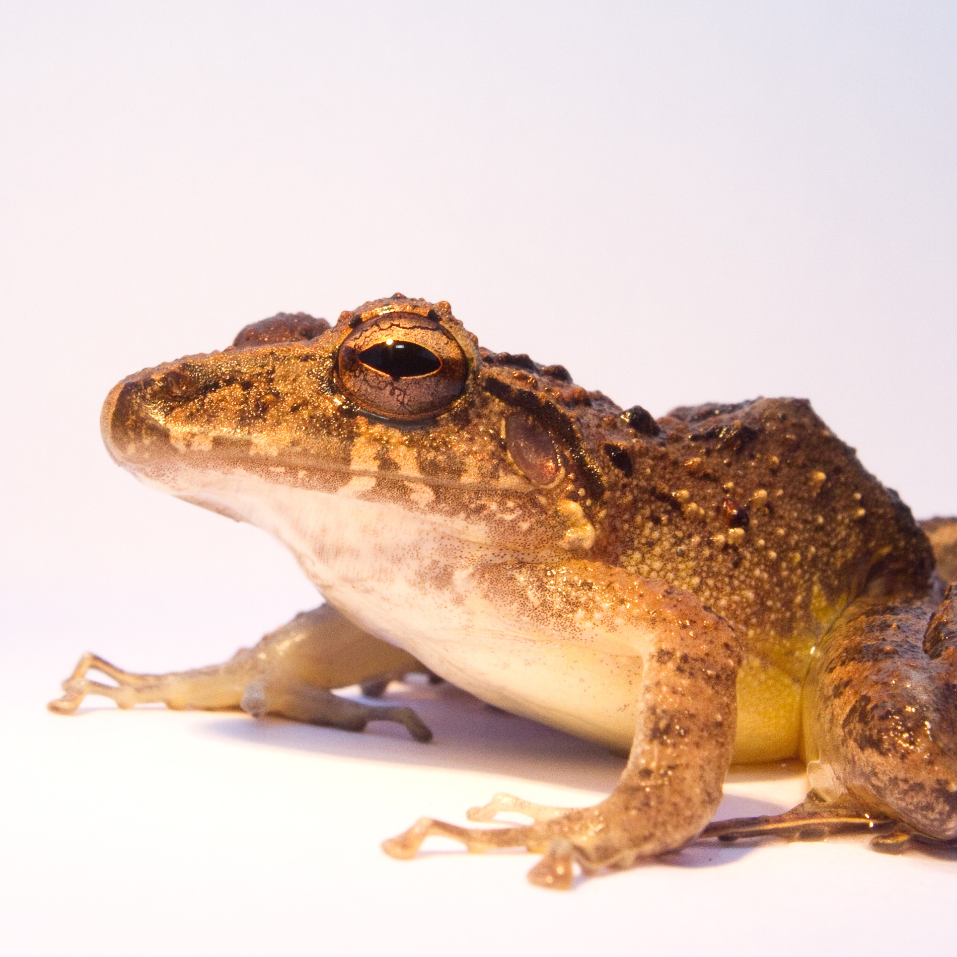 Craugastor crassidigitus