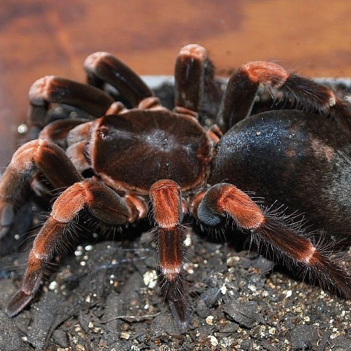 Megaphobema mesomelas