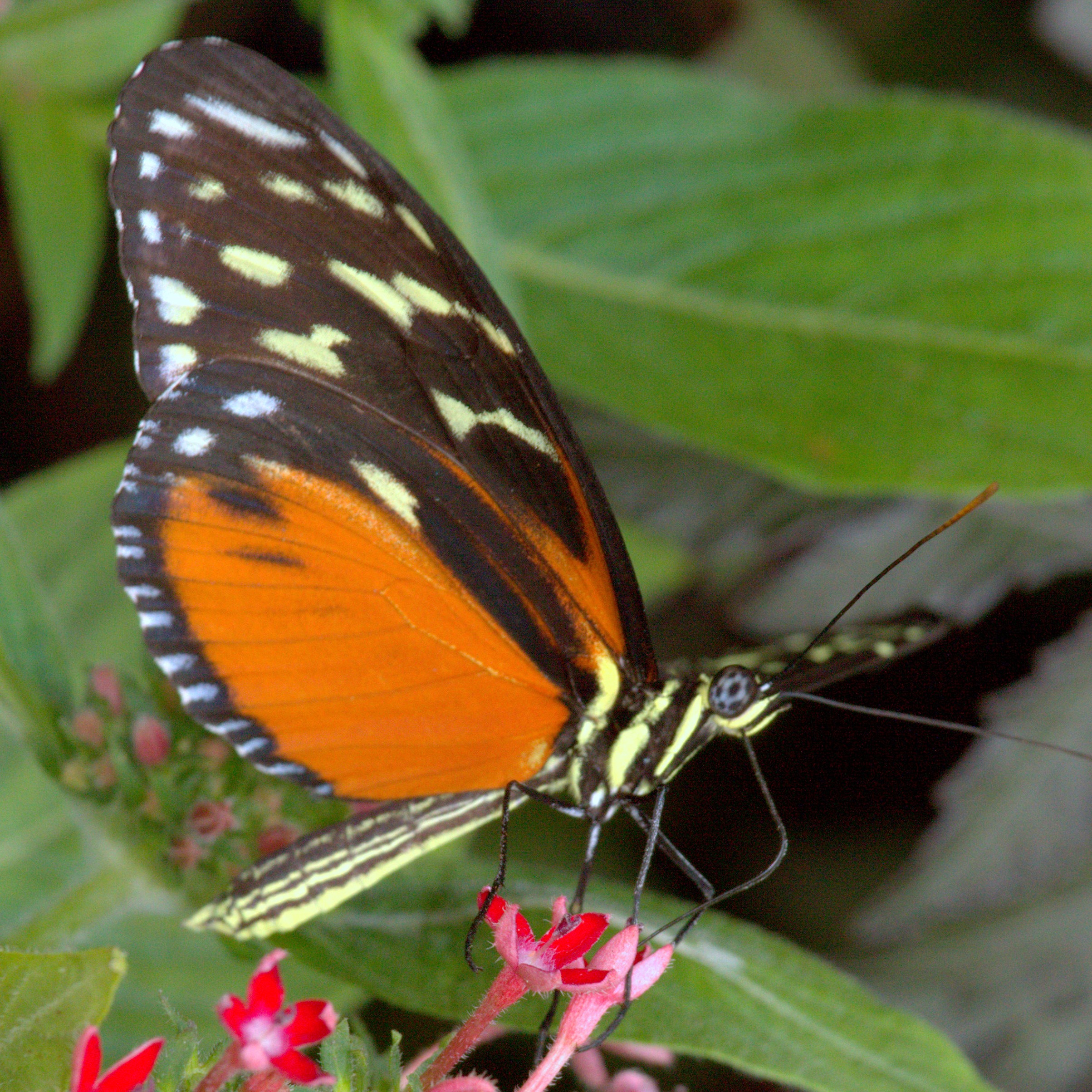 Heliconius hecale