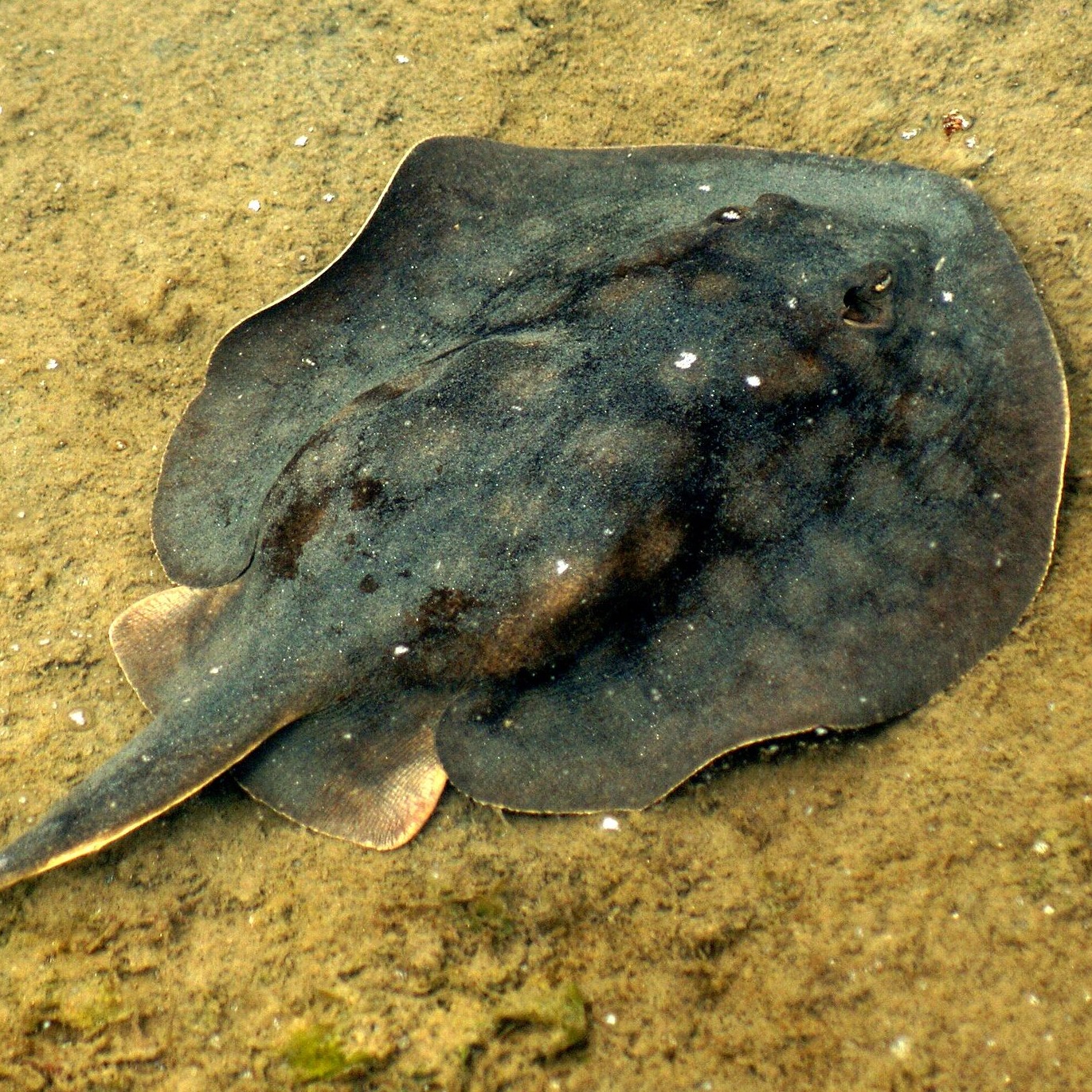 Urobatis halleri