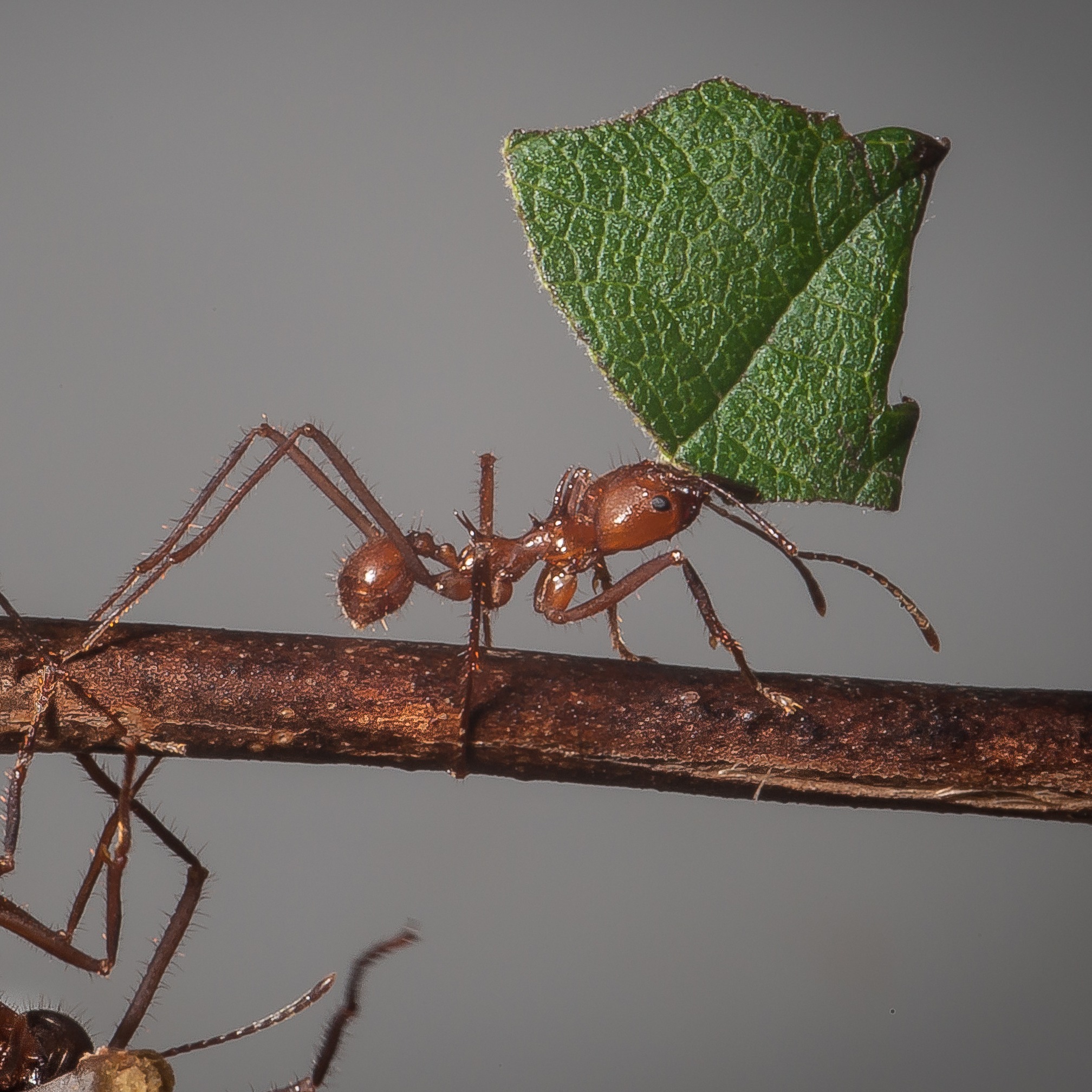 Atta cephalotes