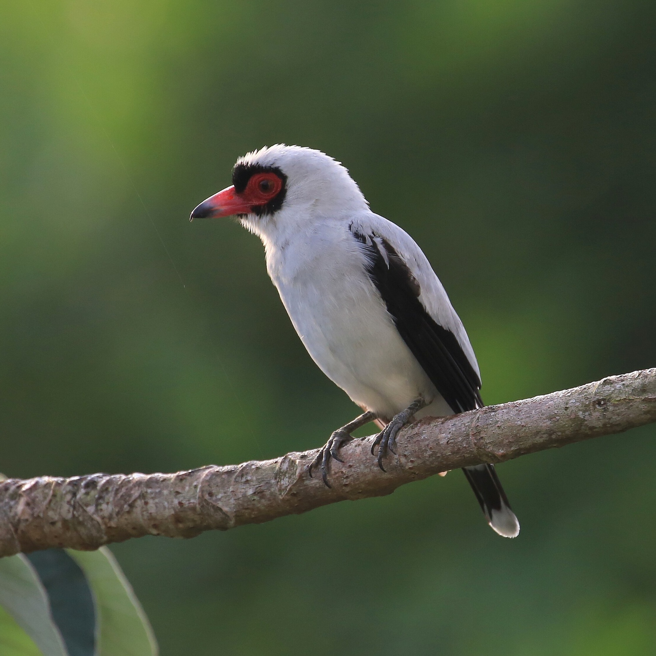 Tityra semifasciata